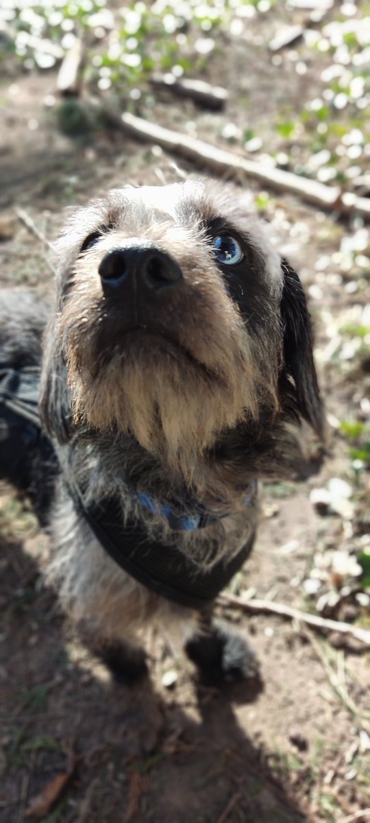 hounds_walker's tweet photo. Cuteness continues 😁 @barksintheparks #dogsoftwitter #dogsofinstagram #cute #Dog #DogsAreFamily #dogsarelove https://t.co/DLtxPW2LIZ