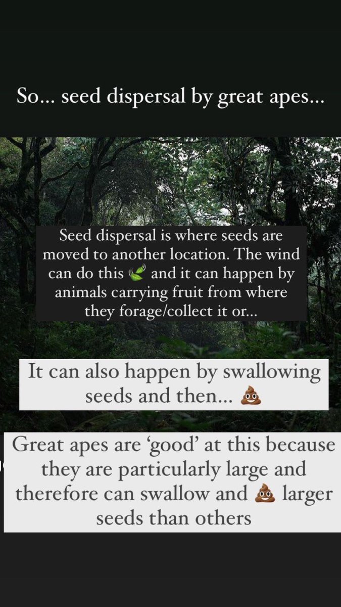 GreatProtect's tweet photo. By protecting great apes you are also protecting forests… 

(Background photo from @onehealthfilm) https://t.co/QboiJjfh2o