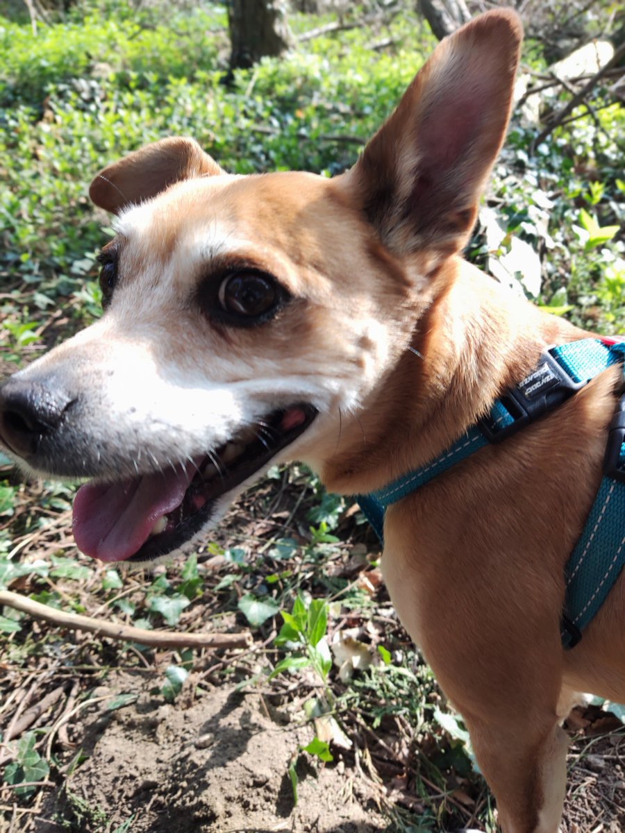 hounds_walker's tweet photo. What was that you said 👂 @barksintheparks #dogsoftwitter #dogsofinstagram #Dog #DogsAreFamily #dogsarelove https://t.co/g9u7ir4RQf