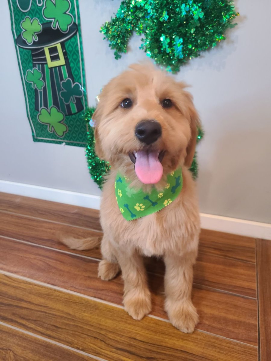 From Valentines to St.Paddy’s day…Stella seems to only want to pose with her groomer and her seasonal decor 😂 #minigoldendoodle