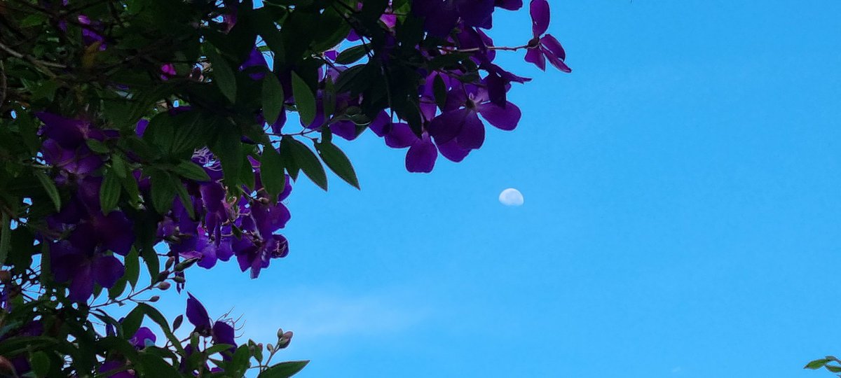 CherScheff's tweet photo. Wednesday morning Moon caressed by flowers on its way to set.
#SettingMoon
#Wednesday
#Sydneyskies
#MoonHour
Have a good safe day.βοΈ https://t.co/msWPGkbnnR