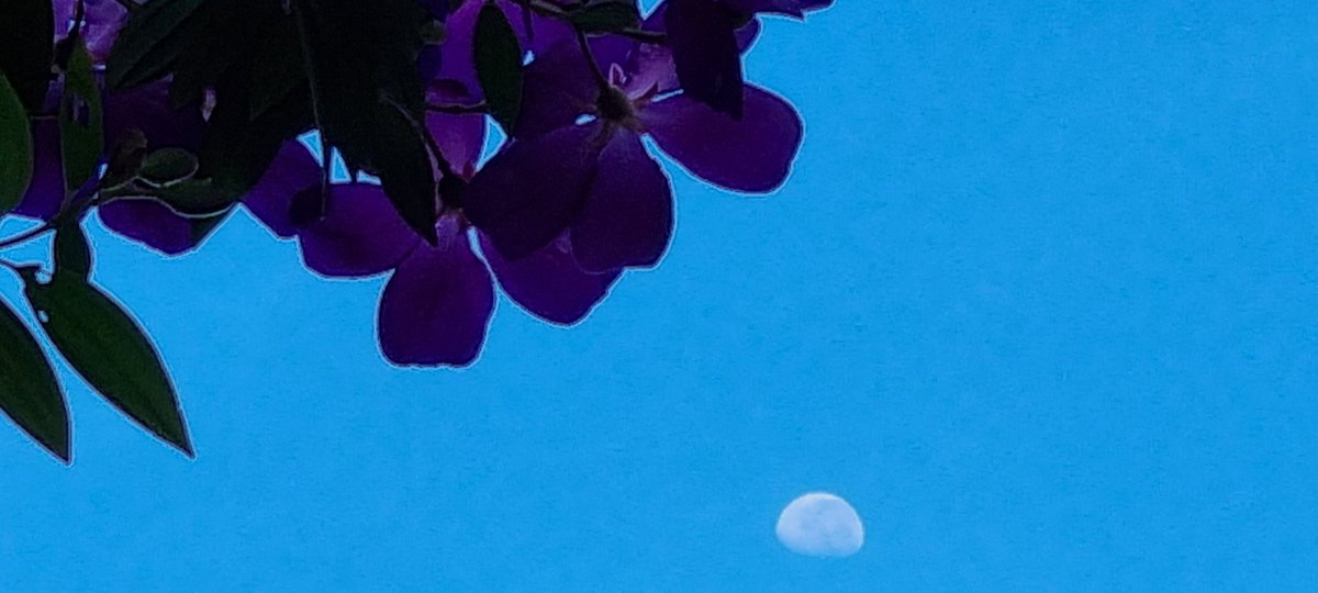 CherScheff's tweet photo. Wednesday morning Moon caressed by flowers on its way to set.
#SettingMoon
#Wednesday
#Sydneyskies
#MoonHour
Have a good safe day.βοΈ https://t.co/msWPGkbnnR