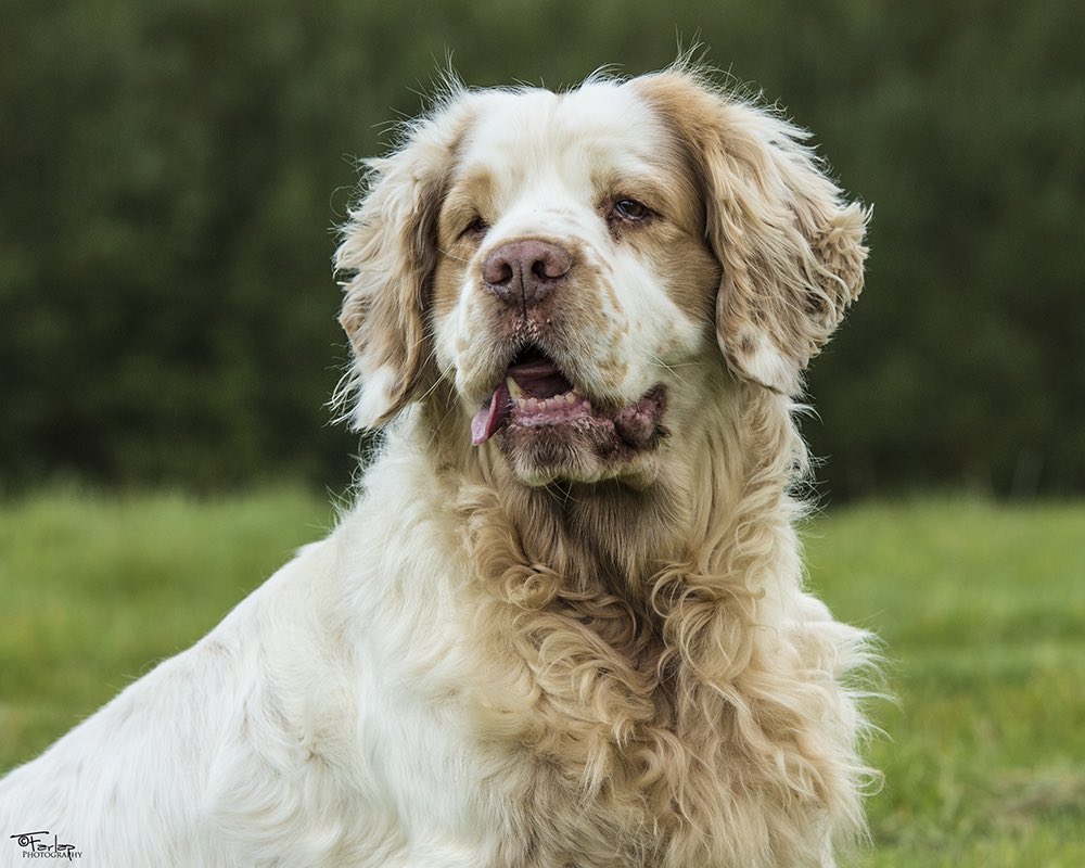AKLegAsDogs's tweet photo. IN MEMORIAM: Congressman Don Young, Fort Yukon (R)
Cumberland Spaniel https://t.co/eN6cZBZqdI
