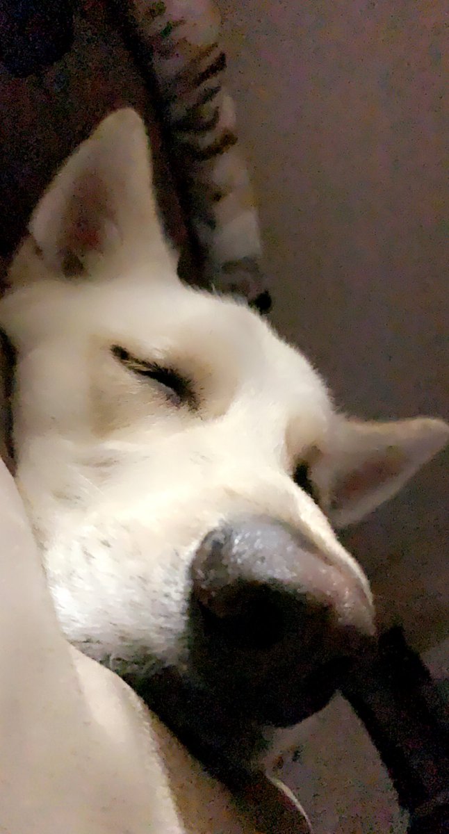 JustSchmitten's tweet photo. nap time? I think I’ll join him https://t.co/wffpZSjfro