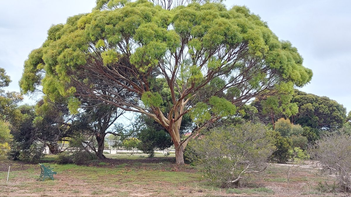 pfwaus's tweet photo. Spreading #Eucalypt #Tree within the #Edithburgh Native Flora Reserve for #NationalEucalyptDay #nature #WildOz https://t.co/wFYilLPk8n