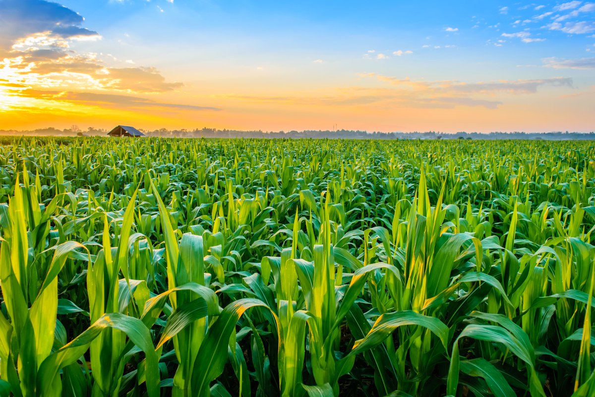 Penn State College of Agricultural Sciences (@agsciences) on Twitter photo #PennState researchers give us something to celebrate this #NationalAgWeek by using machine learning to help farmers and supply chains adapt their practices to a warming climate! #climatesmart #agriculture <a href="/AgIsAmerica/">Agriculture is America</a>
psu.ag/3vQsvmJ #PennState researchers give us something to celebrate this #NationalAgWeek by using machine learning to help farmers and supply chains adapt their practices to a warming climate! #climatesmart #agriculture <a href="/AgIsAmerica/">Agriculture is America</a>
psu.ag/3vQsvmJ