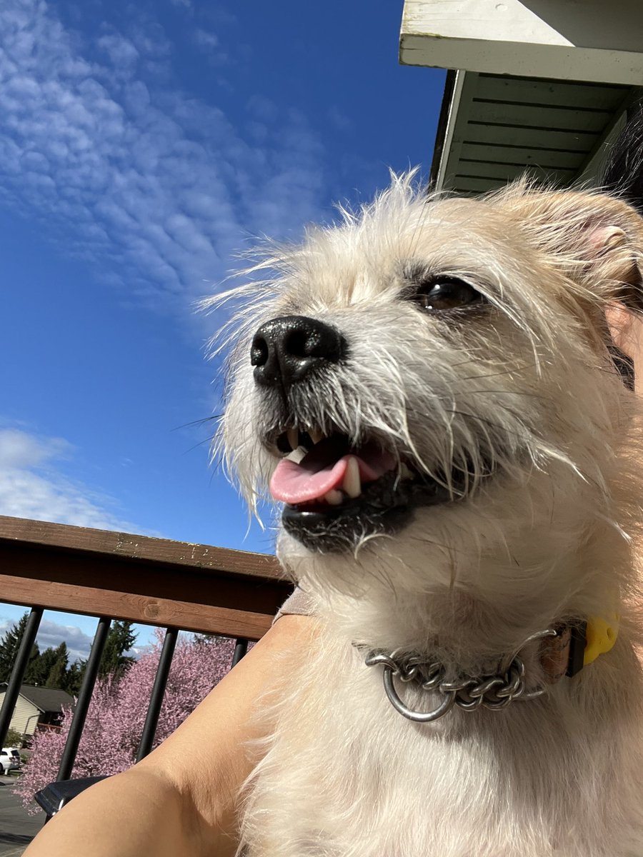 3travelmonkey's tweet photo. @KSeattleWeather 64 & sunny here in #redmond #pantingpup https://t.co/ZdbvwiKGts