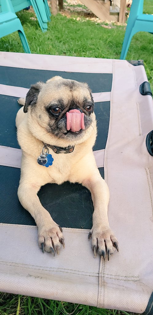 gloinvt's tweet photo. Harley the man!
#pugchat
#pugsoftwitter https://t.co/vI0EwQjwQx