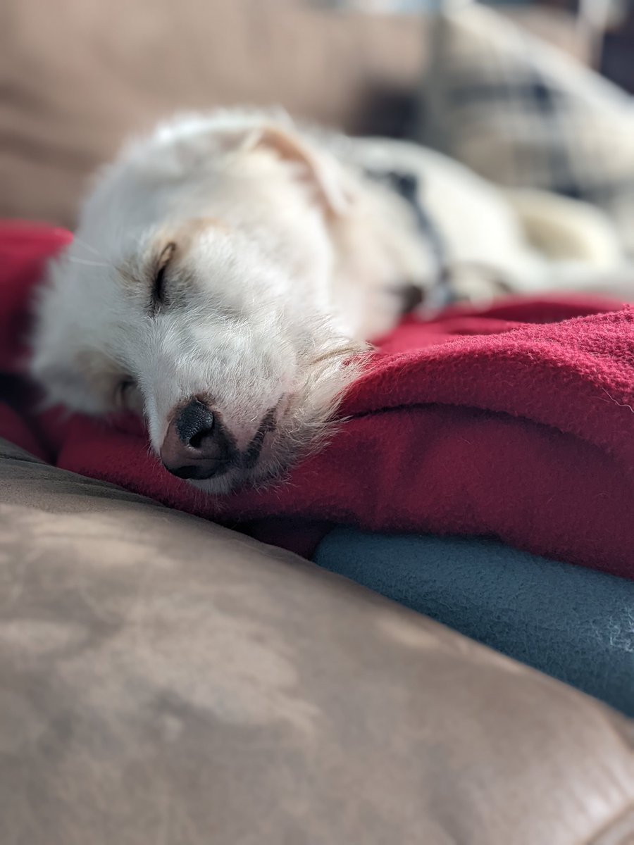 Ripley_Pup's tweet photo. It's been a while.... So here is a #tonguesout #tonguesouttuesday #dogsoftwitter thought you should also know about my new lil brother Renzo #rescuedog #puppiesoftwitter #besties https://t.co/vtjCpk2jwg