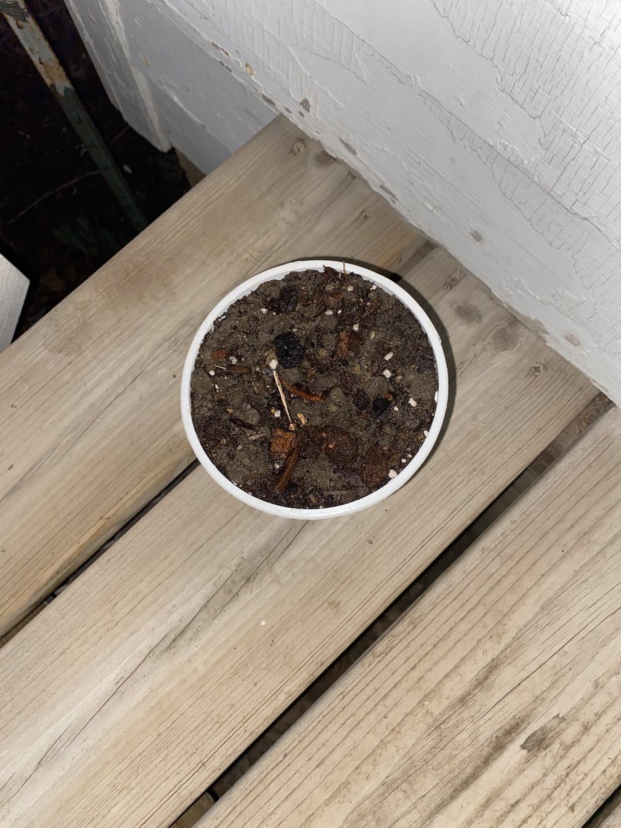 HundredOak's tweet photo. Day 4 in the soil. https://t.co/rdt4VPYNaH