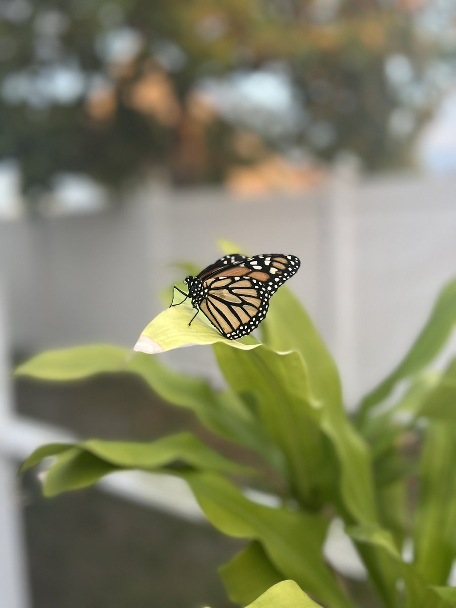 dmarks24's tweet photo. I’ll take this as a sign you’re okay 🕊😇 https://t.co/vTIa2rxeAL