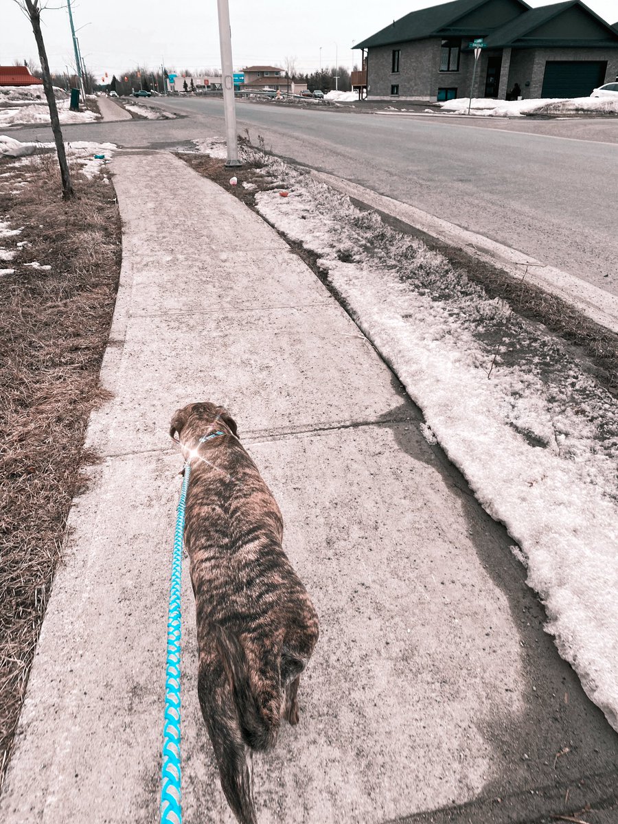 cdtellier's tweet photo. Residential leash-training Macey in the spring, after having off-leash bush exercise for 3 years, is kind of like being a passenger while the driver is learning to drive stick!🤦🏼‍♀️ #stopgo #zigzag #allthesmells #allthepeople #exciting #practicemakesperfect https://t.co/ZavgisqCgB