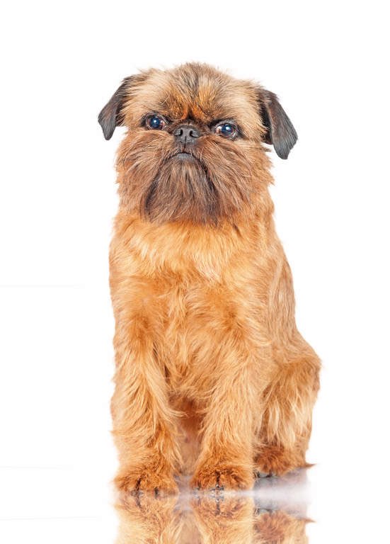 AKLegAsDogs's tweet photo. Mike Prax, North Pole (R) 
Brussels Griffon https://t.co/nuWUoTIrxD