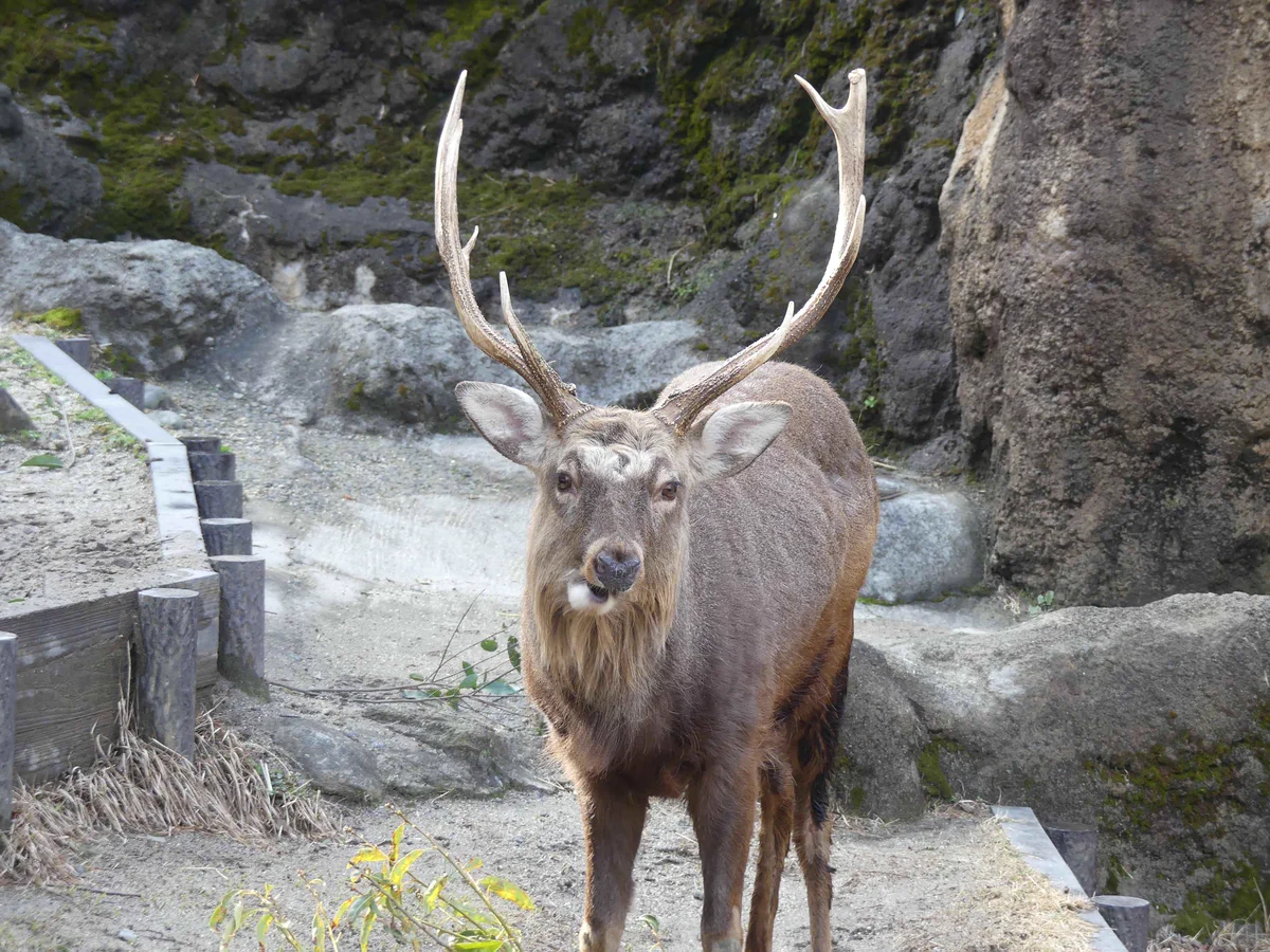 上野動物園［公式］ on X: 