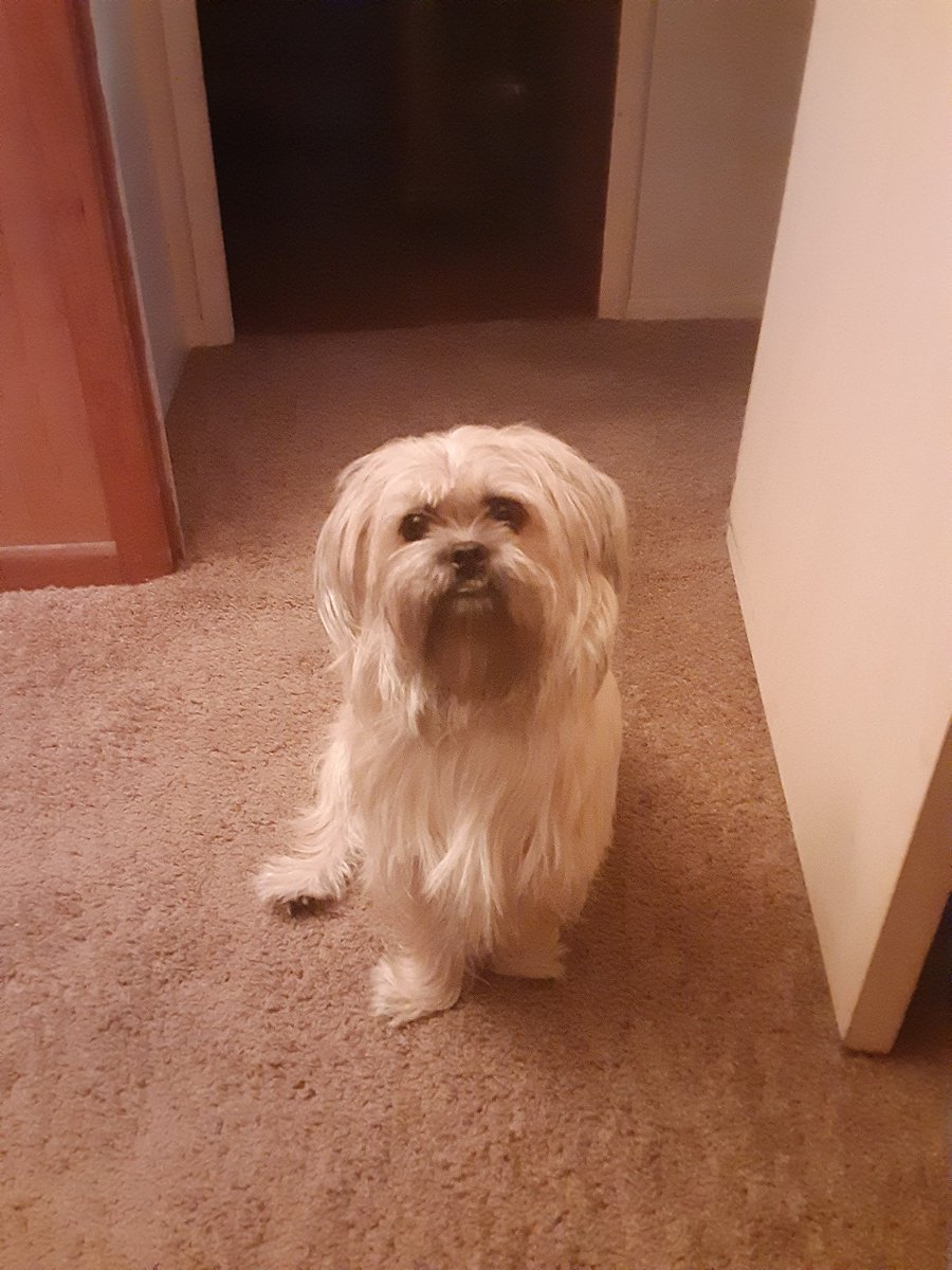 Reg1_e's tweet photo. #LokitheDog #boss https://t.co/DwFelaGvdf