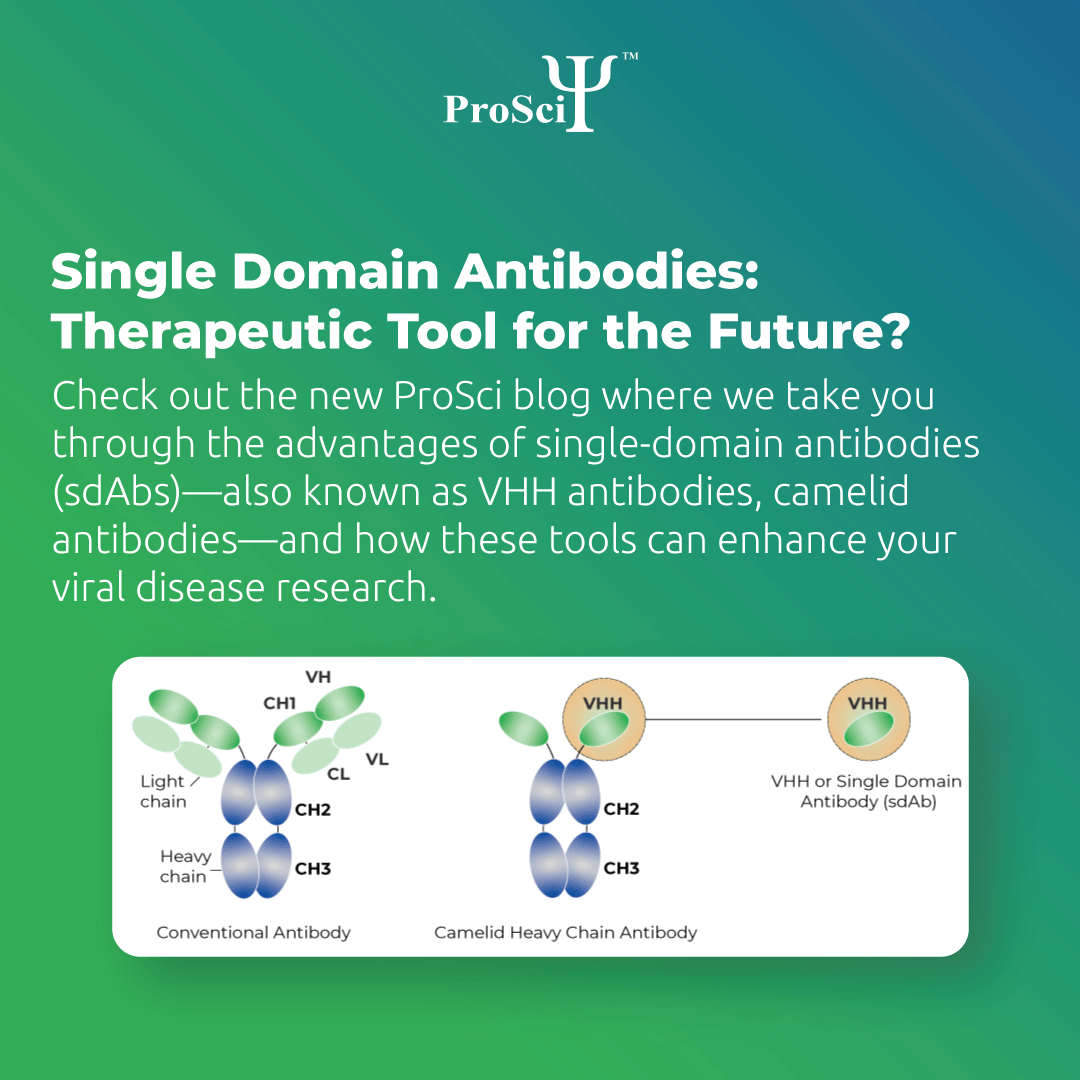 ProSciInc's tweet photo. 🔬New blog from #ProSci! In this blog, we will take you through the advantages of #SingleDomainAntibodies (#sdAbs)—also known as #VHHAntibodies—and how these tools can enhance your viral disease research.
Read more: https://t.co/AY6KXUhoVR
#antibodydevelopment #antibodies https://t.co/gS24tgMUsU