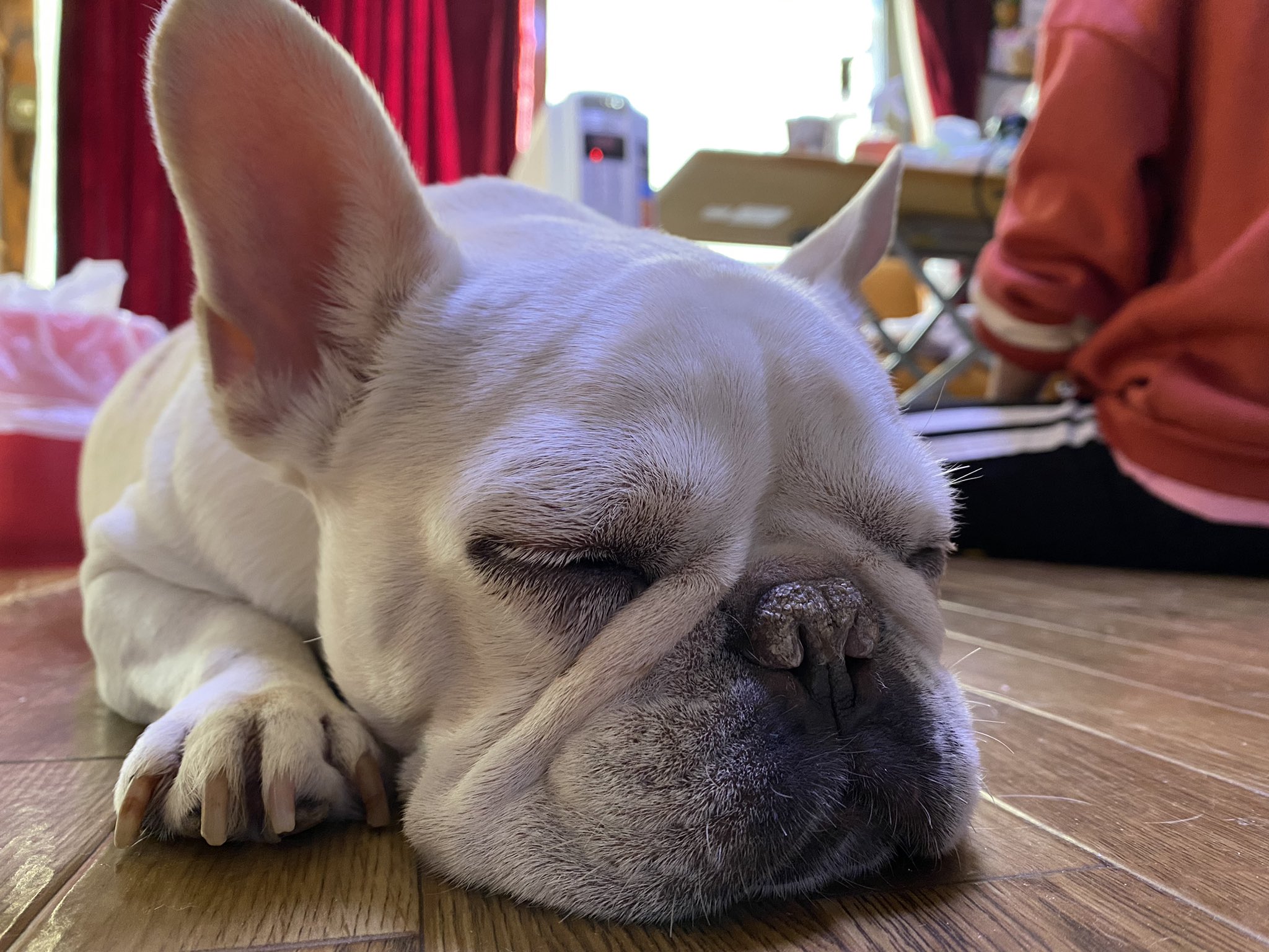 Uzivatel Gran Blue East Japan Koyama Na Twitteru ミルキー暖かい部屋でぬくぬく 灬ˇwˇ 灬 フレンチブルドッグ フレブル 鼻ぺちゃ ブサカワ ブヒ ブヒ犬 Frenchbulldog Buhi 犬のいる生活 フレブルのいる生活 フレブル好きと繋がりたい グランブルー犬