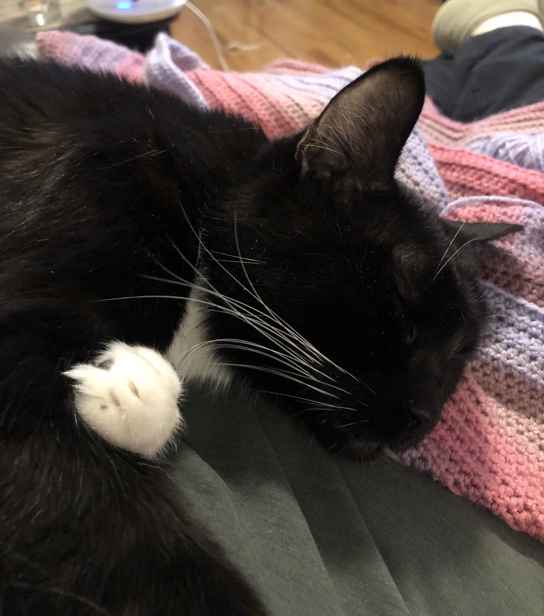 erinexplores_'s tweet photo. Em says it is nap time not crocheting time. #nyccats #CatsOnTwitter #emcat https://t.co/g1bkEYTTAG