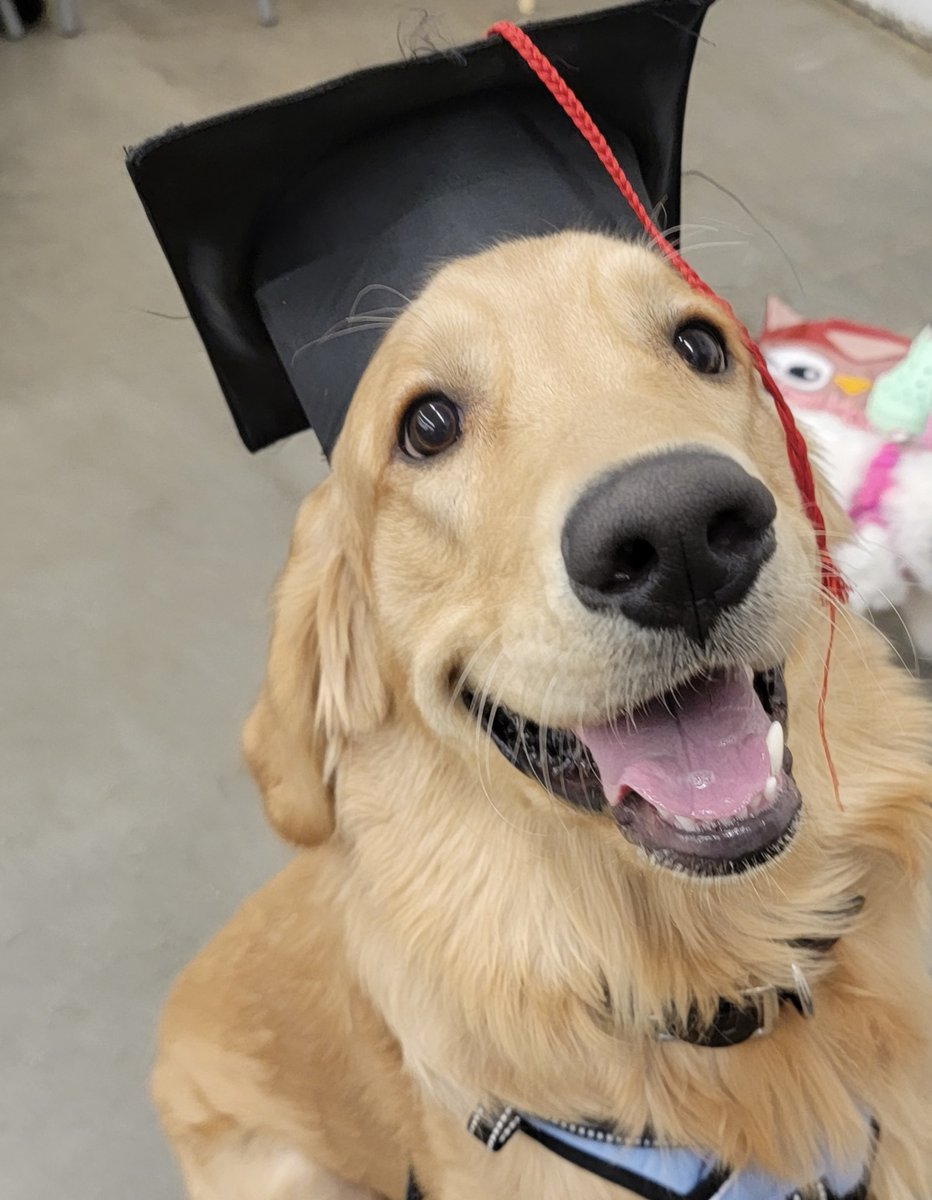 ErinJones's tweet photo. Tongue out Tuesday pic, compliments of Intermediate Training graduation!
@petsmart @GoldretrieverUS
#TongueOutTuesday #GoldenRetrieverChannel #GoldenRetriever #Henry https://t.co/4ylLM1Bybz