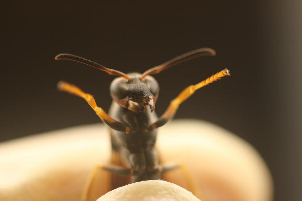 kirvers's tweet photo. So happy to receive a phone call from the @NSF saying I was recommended for funding for the #PRFB! This picture of a Polistes wasp, taken TEN years ago at my first REU, summarizes how ecstatic I'm feeling :) https://t.co/RoPrPOhgFy
