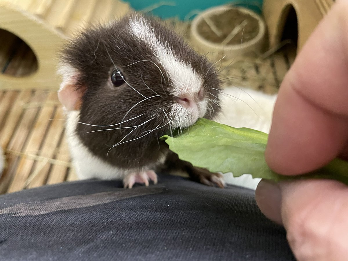 The adorable guinea - Miss Jiro and Miss Oreo かわいいモルモルじろうさん＆オレオちゃん😍 #guineapig #cute #CuteAnimals #モルモット #かわいい #かわいい動物 #豚鼠