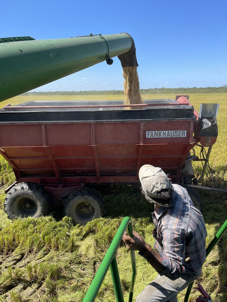 Y algún día los del pelotón del fondo íbamos a poder entrar a cortar! Zafra 19 en este noble cultivo y la 6ta como productor. Arranca lo más lindo, la cosecha, donde nos jugamos el trabajo de todo el año. Vamo arriba 💪💪🌾🌾