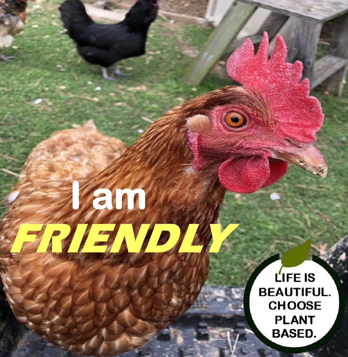 Animals Out Loud on Twitter "No different than our pets, chickens are