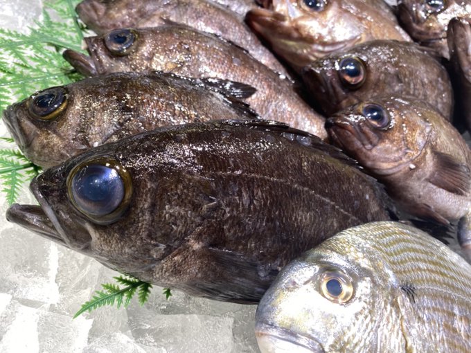 夢カサゴのtwitterイラスト検索結果