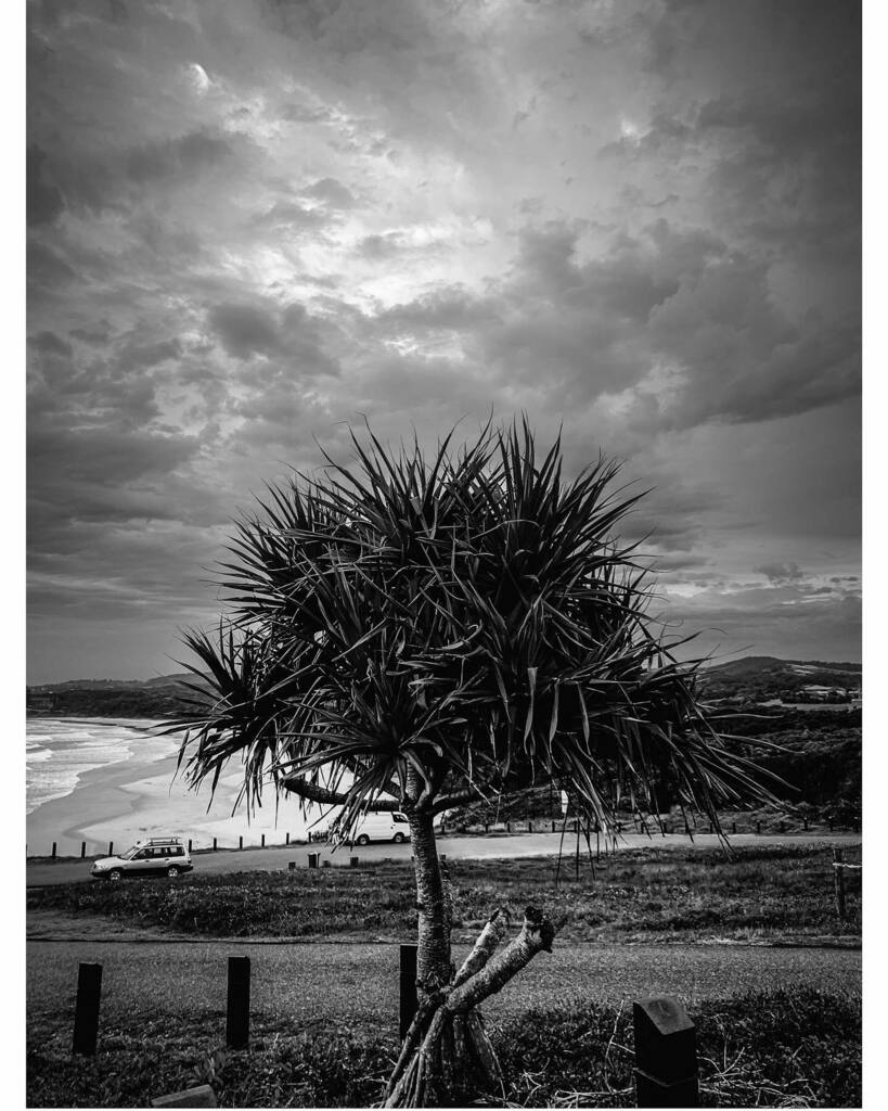 philcarterphoto's tweet image. My favourite tree the Pandanus or Screw Pine. North Mullaway looking south.#pandanus #screwpine #northcoast #nsw #blackandwhite #monochrome #philcarterphoto