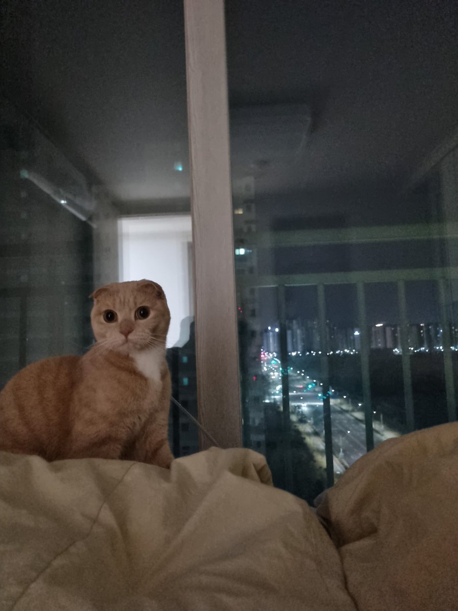 Dooos24's tweet photo. #NFT #NFTartists #opensea #cat
#NFTCommunity #nftcollector 

A wonderful night. A wonderful cat.
Even if you have nightmares,
This cat will protect you.
Have a good night. https://t.co/Ho72ue9twQ