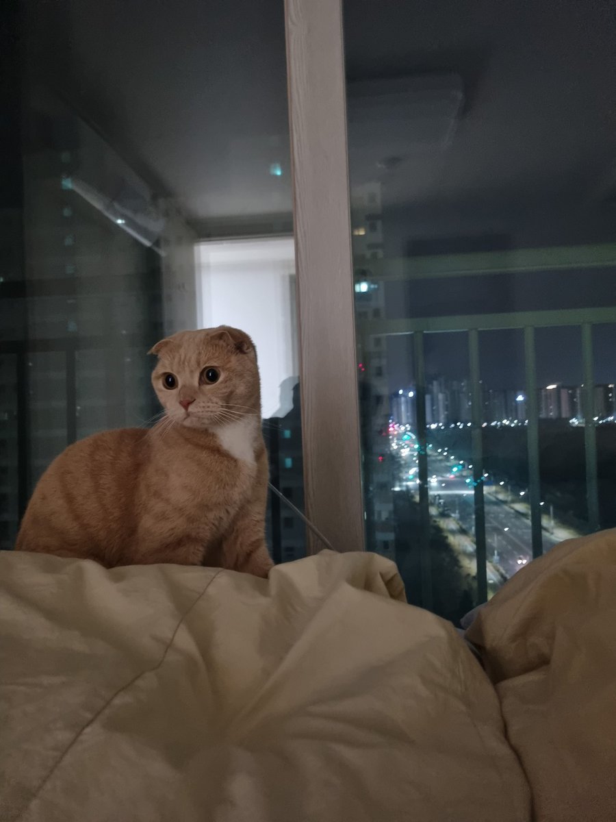 Dooos24's tweet photo. #NFT #NFTartists #opensea #cat
#NFTCommunity #nftcollector 

A wonderful night. A wonderful cat.
Even if you have nightmares,
This cat will protect you.
Have a good night. https://t.co/Ho72ue9twQ