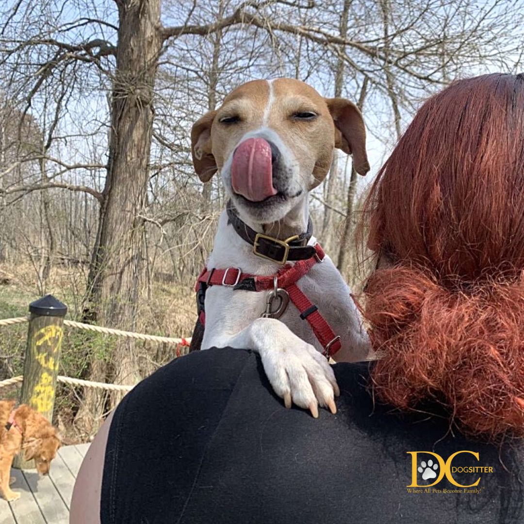 DC Dog Sitter tweet media