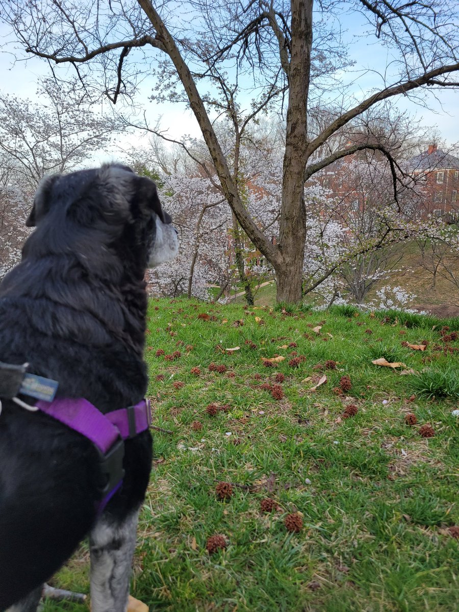 FelixtheDogVA's tweet photo. Feeling regal gazing at the cherry blossoms blooming 🌸🌸🤴🤴#dogs #dogsoftwitter #cherryblossoms https://t.co/uCzVxvpOJd