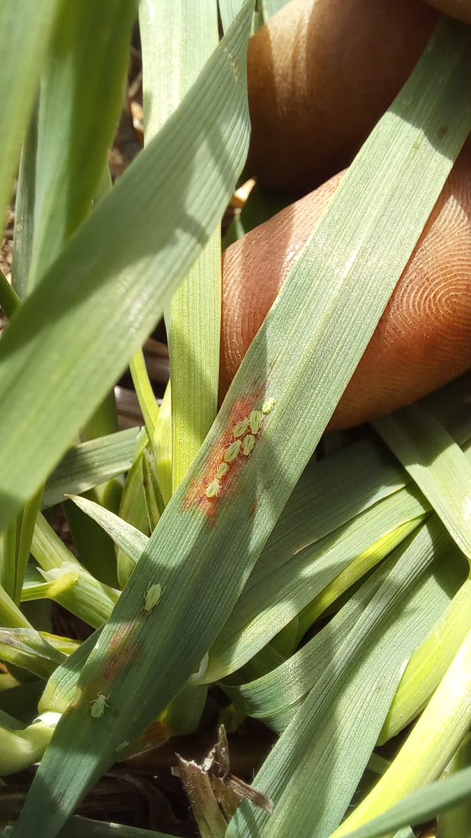 FedericoMoreyr2's tweet photo. ¿Cuánto nos protegen los insecticidas del daño de pulgón verde en las avenas🌿? por lo pronto el actor principal ya está presente en siembras de mediados de febrero en📍Laprida👇🏿👇🏿
Evaluando comportamiento en Florencia INTA, Elizabeth INTA y Sofía INTA
#CREA #GEASO
@CREASudOeste https://t.co/e0UPaEpkkF