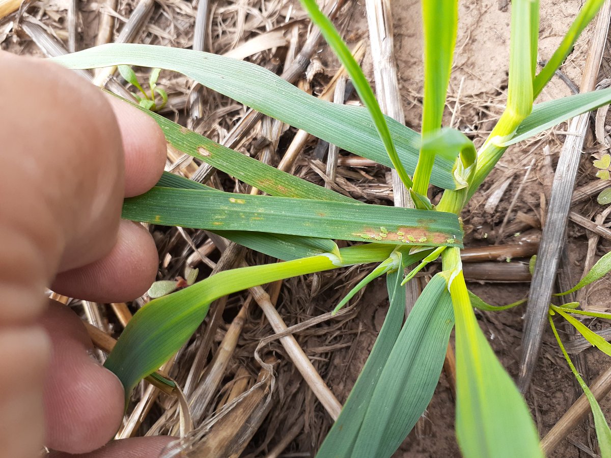 FedericoMoreyr2's tweet photo. ¿Cuánto nos protegen los insecticidas del daño de pulgón verde en las avenas🌿? por lo pronto el actor principal ya está presente en siembras de mediados de febrero en📍Laprida👇🏿👇🏿
Evaluando comportamiento en Florencia INTA, Elizabeth INTA y Sofía INTA
#CREA #GEASO
@CREASudOeste https://t.co/e0UPaEpkkF