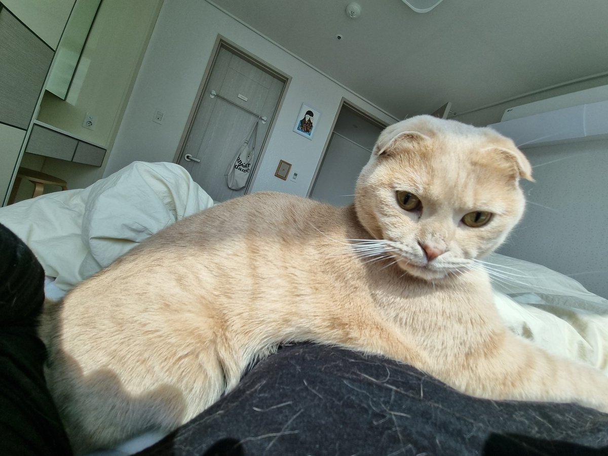 Dooos24's tweet photo. #NFT #NFTartists #opensea #cat
#NFTCommunity #nftcollector 

Cats and I always sleep together.
He has his bed.
But he likes my bed better.
Maybe..
I think he likes me. https://t.co/mvl0rhNFrs