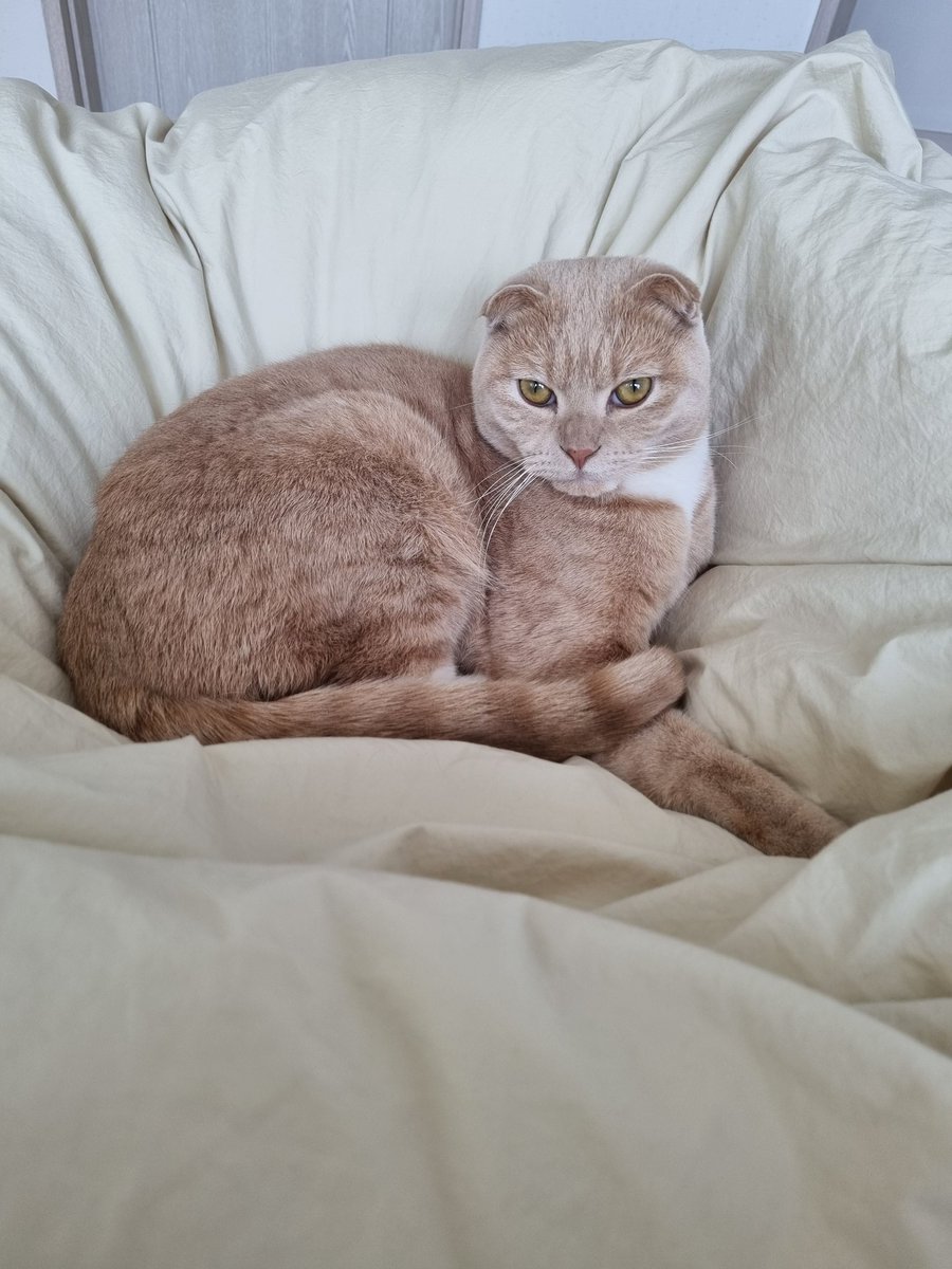 Dooos24's tweet photo. #NFT #NFTartists #opensea #cat
#NFTCommunity #nftcollector 

Cats and I always sleep together.
He has his bed.
But he likes my bed better.
Maybe..
I think he likes me. https://t.co/mvl0rhNFrs