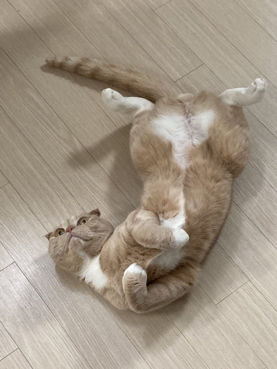 Dooos24's tweet photo. #NFT #NFTartists #opensea #cat
#NFTCommunity #nftcollector 

My cat looks so happy.
The white belly shines.
Actually, this is a secret.
He's an attention seeker. https://t.co/c0C2UE3YdD