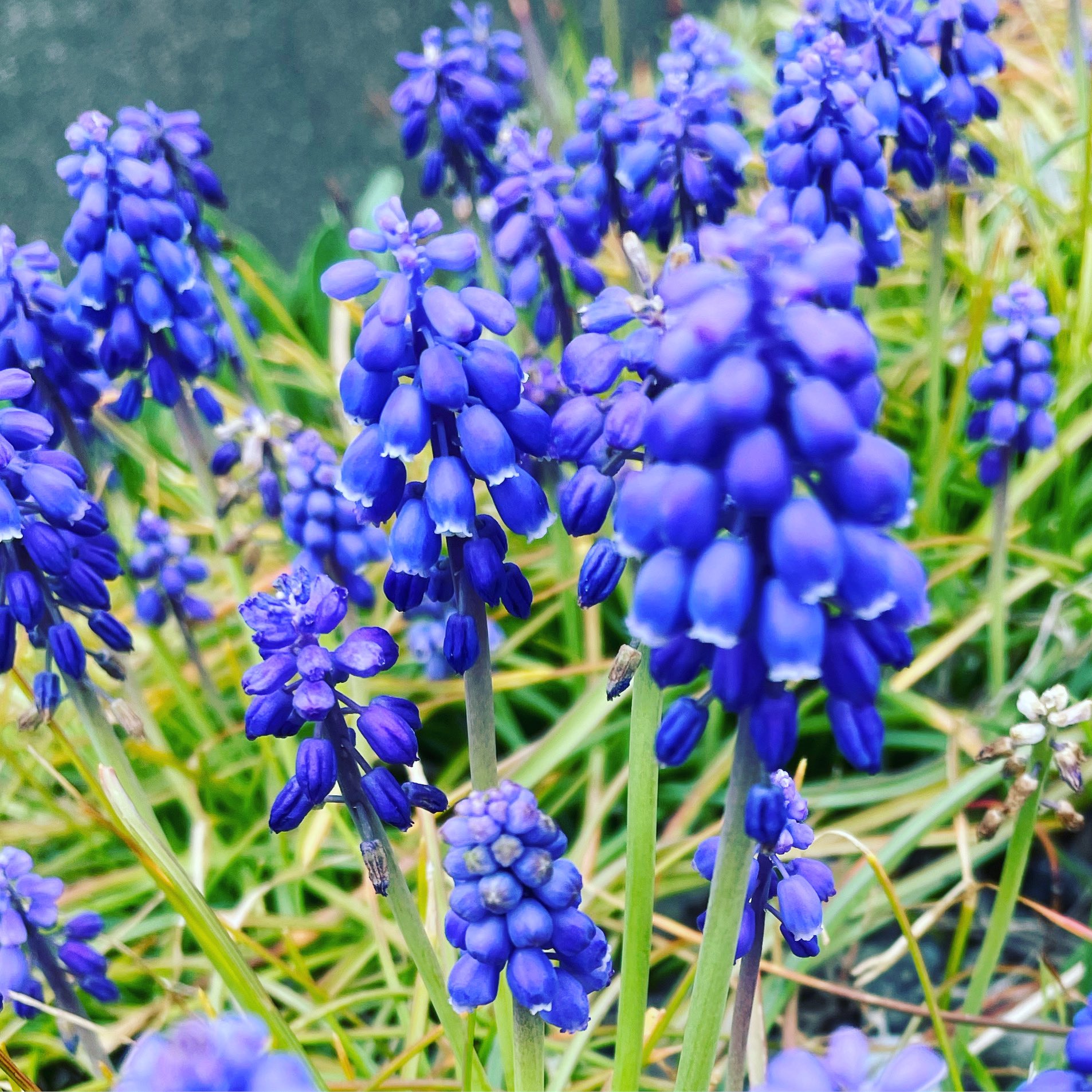 青紫色の花 Twitter Search Twitter