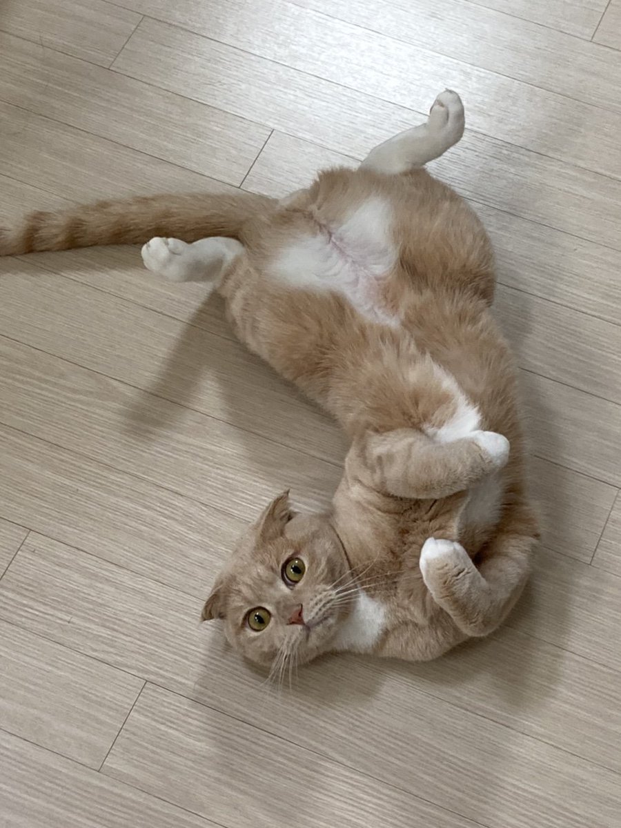 Dooos24's tweet photo. #NFT #NFTartists #opensea #cat
#NFTCommunity #nftcollector 

My cat looks so happy.
The white belly shines.
Actually, this is a secret.
He's an attention seeker. https://t.co/c0C2UE3YdD