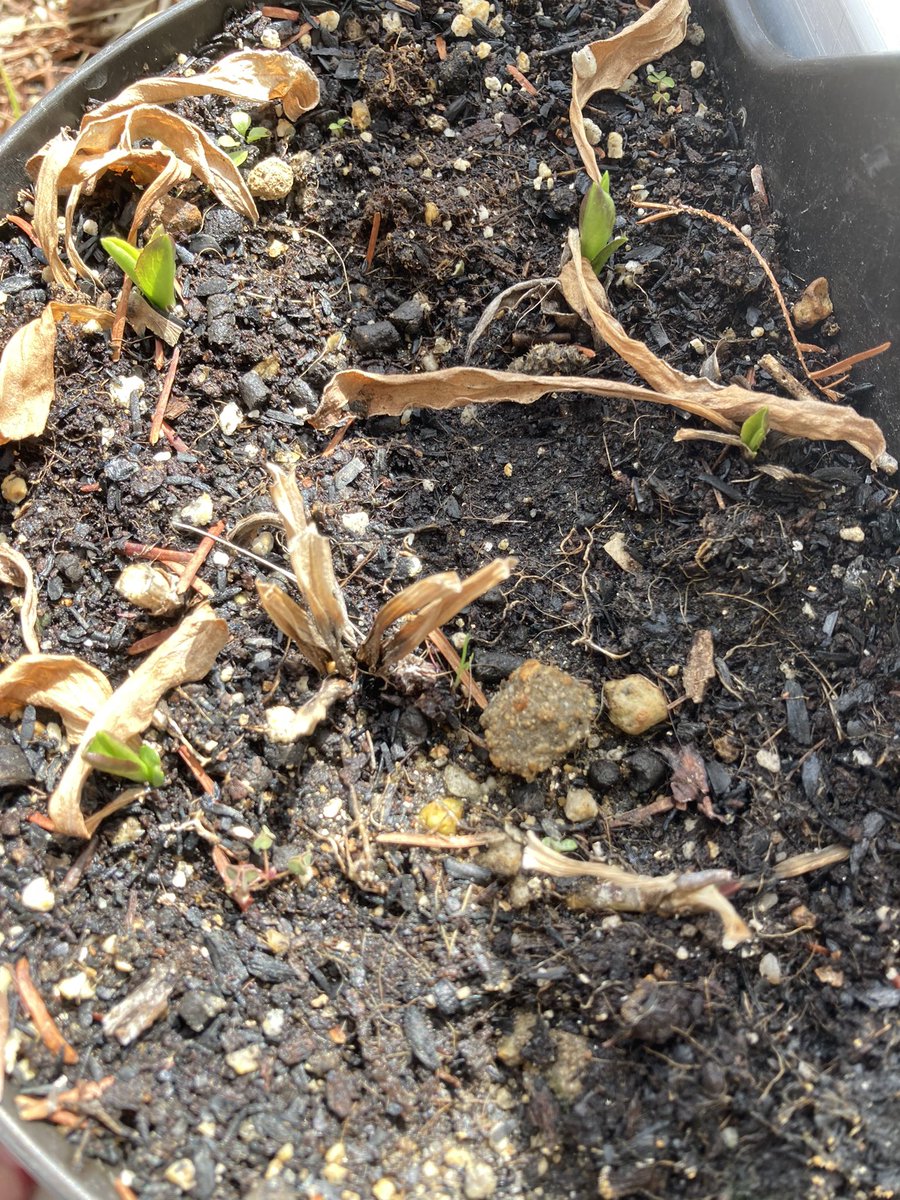 紫苑が新芽を出し始めました。
孫に因んで植えたものなので、毎年ちゃんと新芽が出てくれるかドキドキしています。

植うること　子の如くせよ　児桜
芭蕉

＃芭蕉  #紫苑 #桜  #俳句