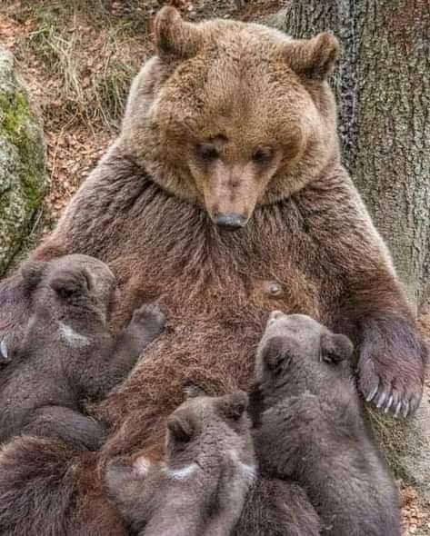 Una hermosa familia de osos