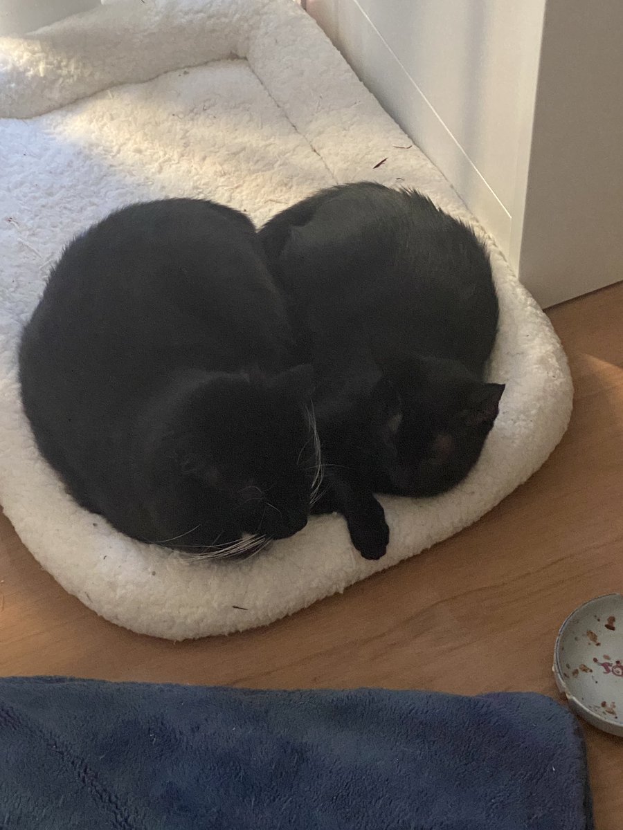 AussieKPOPMum's tweet image. 🐈‍⬛🐈‍⬛🖤