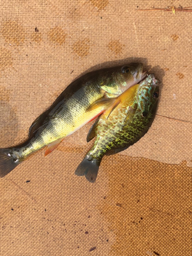 throwbacklures's tweet photo. It's never a bad day when your on the water... Visit us at https://t.co/fhNZhhFxWN https://t.co/mkdCsL4DiN