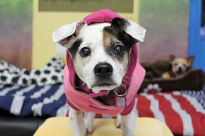 Muttville Stories: 'When we first discovered Muttville, we were drawn by their mission of caring for senior and #hospice #dogs. We were very privileged to be chosen to care for Zina...she lived out her short time with us; we were heartbroken when she crossed the #rainbowbridge.