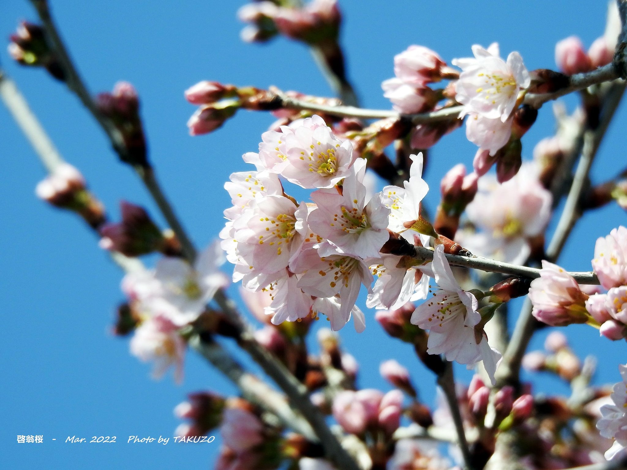 啓翁桜 Twitter Search Twitter