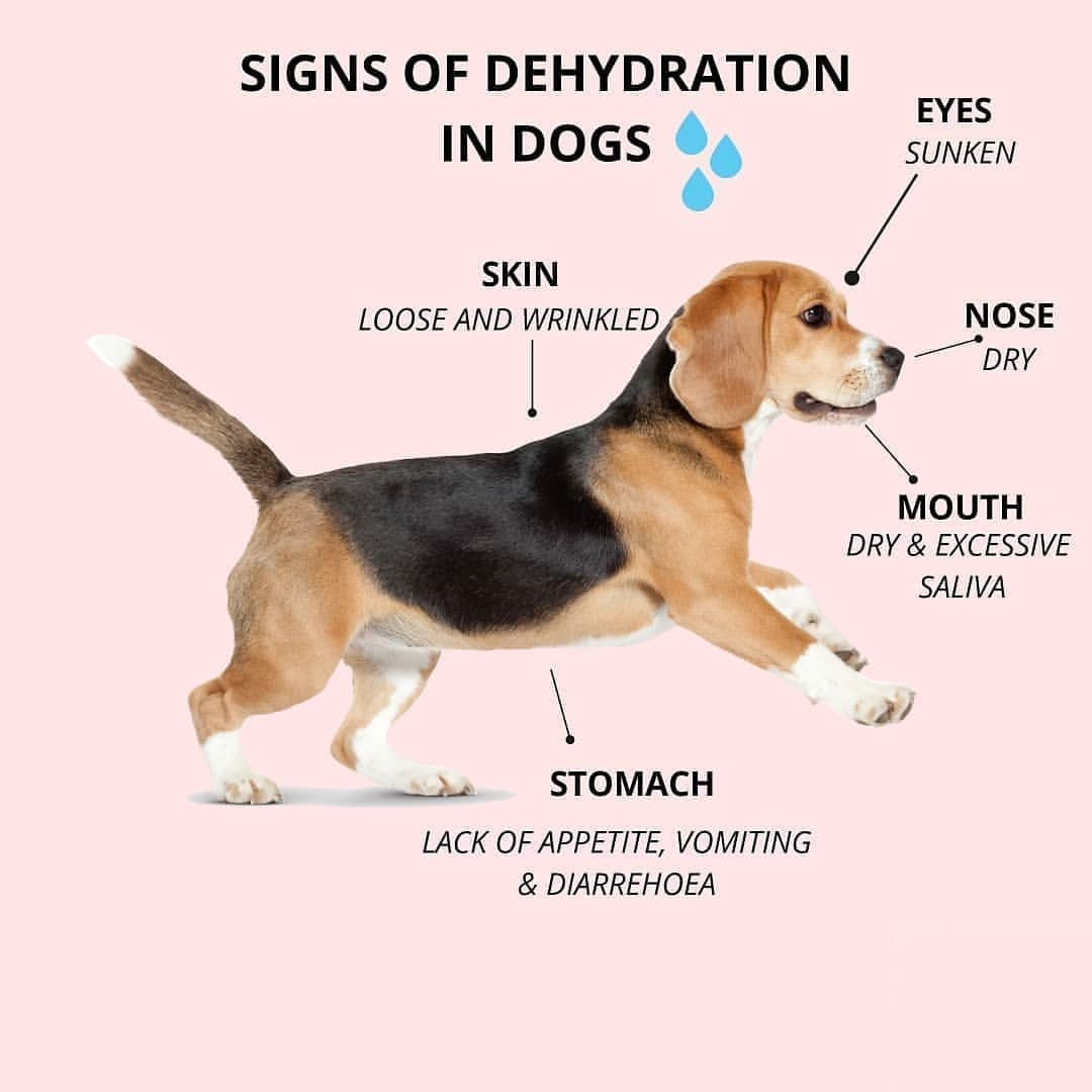 Canadavetexpress on Twitter: of dehydration in dogs: 1. Dry, sticky gums. 2. Sunken or dry-looking eyes. 3. Dry nose. Loss of appetite. 5. Loss of skin elasticity. Follow @canadavetexpres for