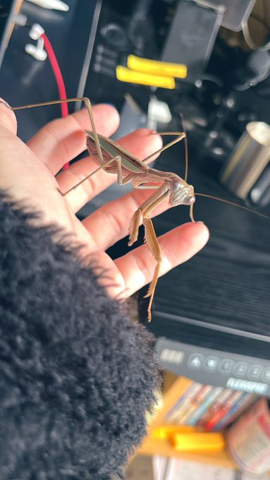 去年の5月に産まれた彼女は頑張って生きています 