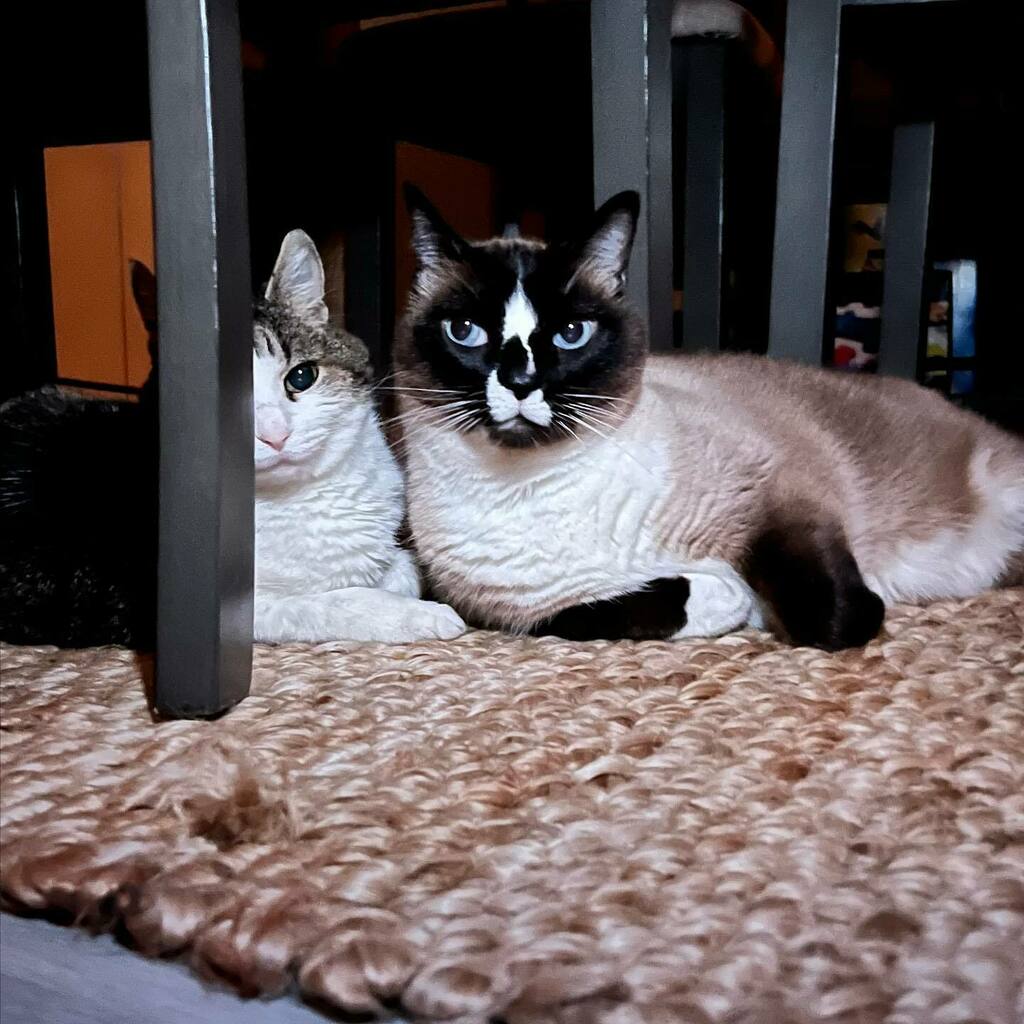 After that tornado scare (see story), Whitaker went to go check on his girl and this is how I found them… 🥺🥰😎 #igotyoubabe 🌪 instagr.am/p/Cbbn40rMeju/