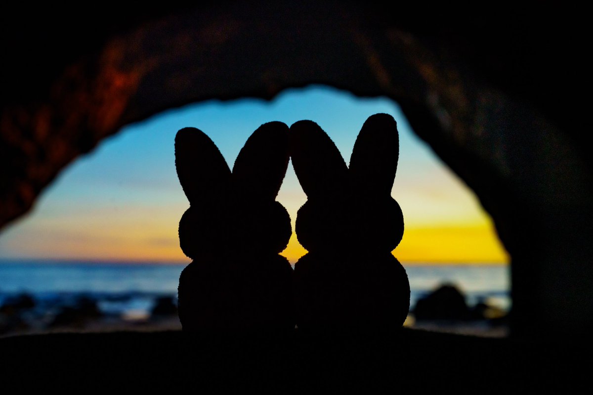 EileenRollin's tweet photo. My Peeps. #WomenInNFTs #peeps #newobsession #photographyislife https://t.co/QByfedUBRl